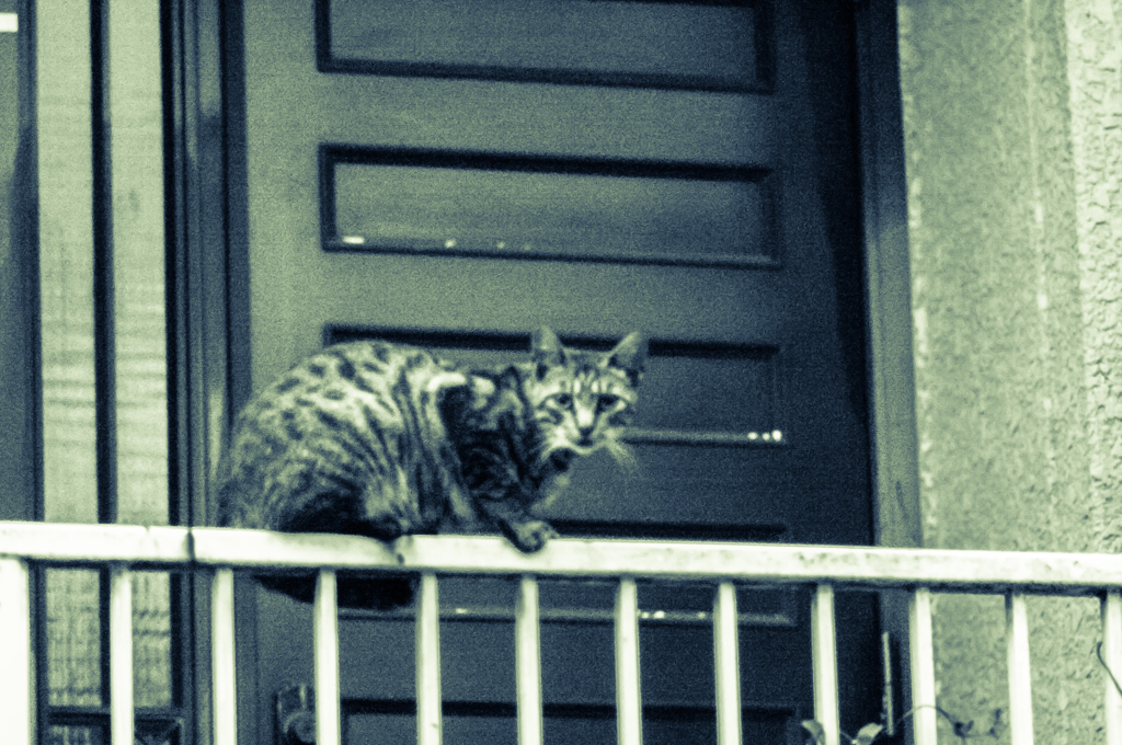 吾輩は猫である、ニャー # 43