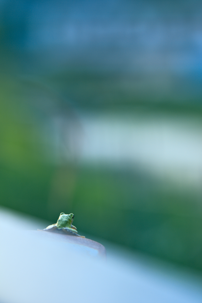 眺めるカエル
