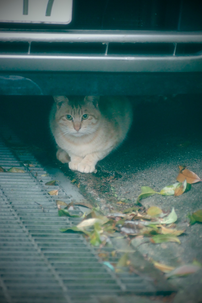 吾輩は猫である、ニャー # 968