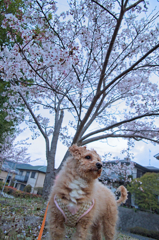my pretty dog Ⅱ # 252