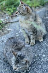 吾輩は猫である、ニャー # 238
