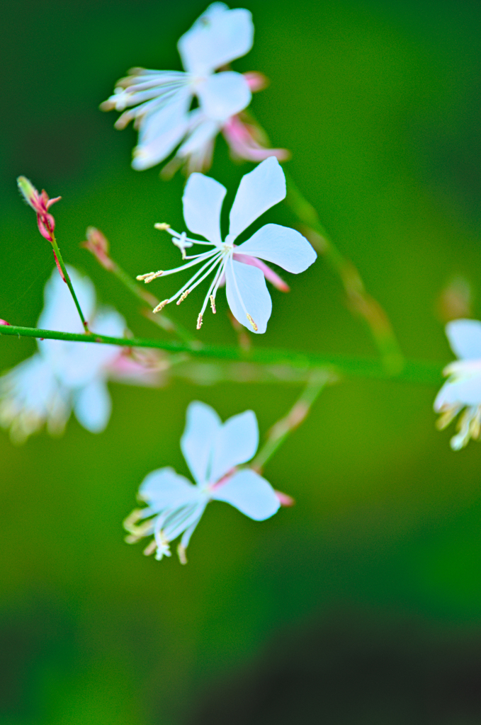 ハクチョウソウ