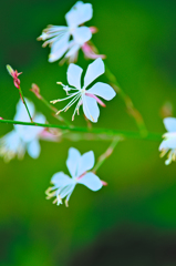 ハクチョウソウ