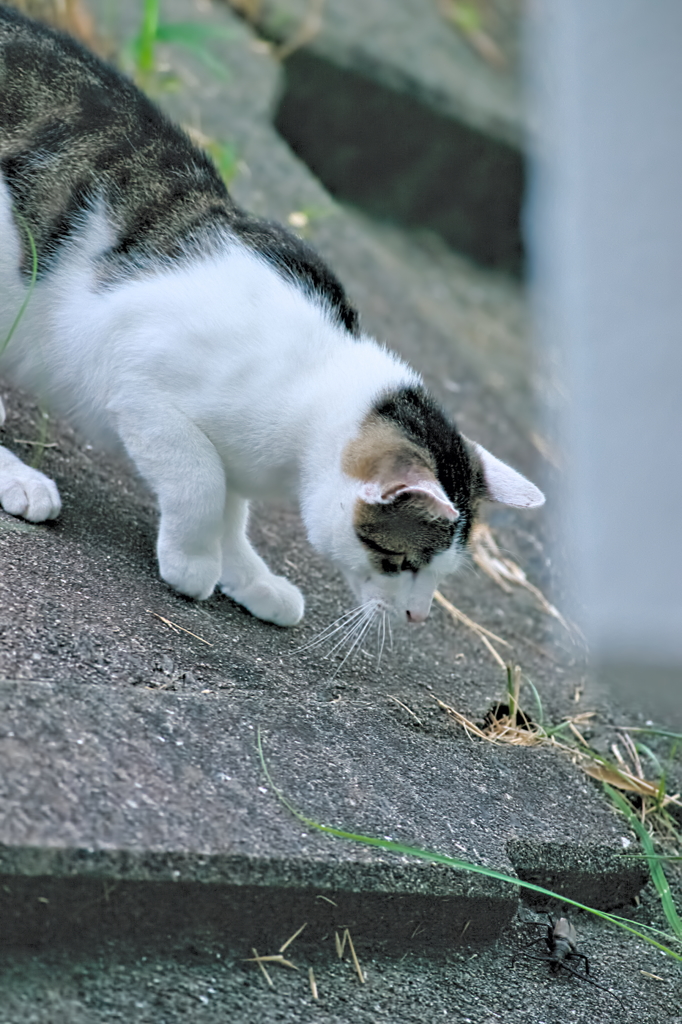 吾輩は猫である、ニャー # 538