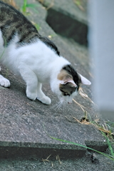吾輩は猫である、ニャー # 538
