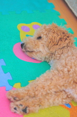 my pretty dog Ⅱ # 64