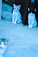 吾輩は猫である、ニャー # 587