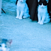 吾輩は猫である、ニャー # 587