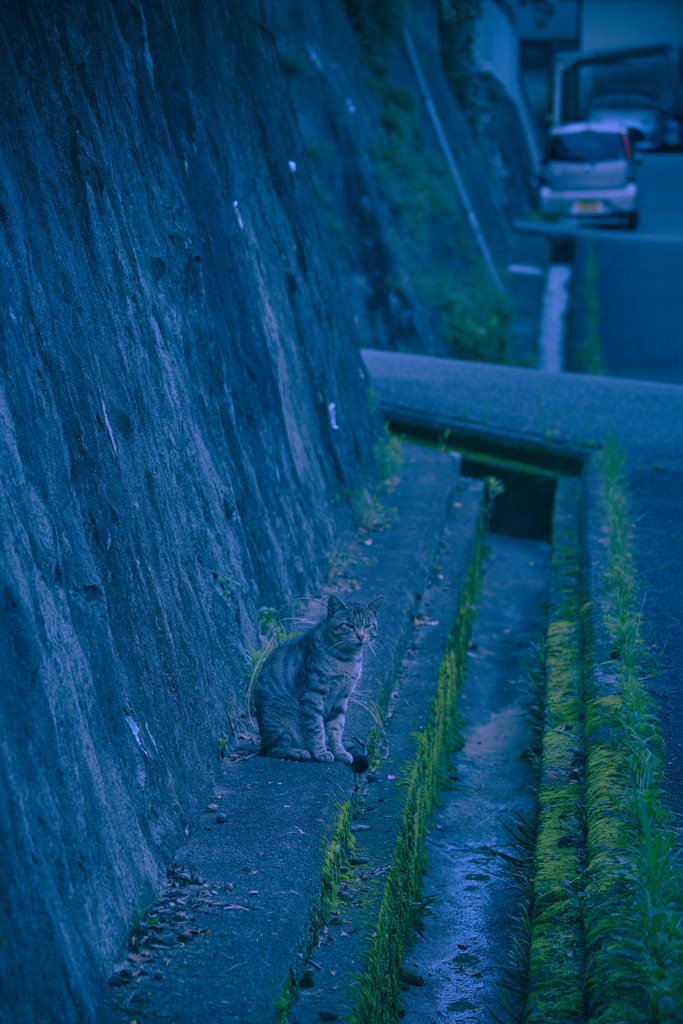 吾輩は猫である、ニャー # 1120