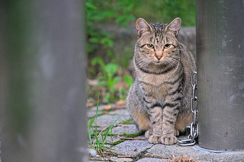 吾輩は猫である、ニャー # 882