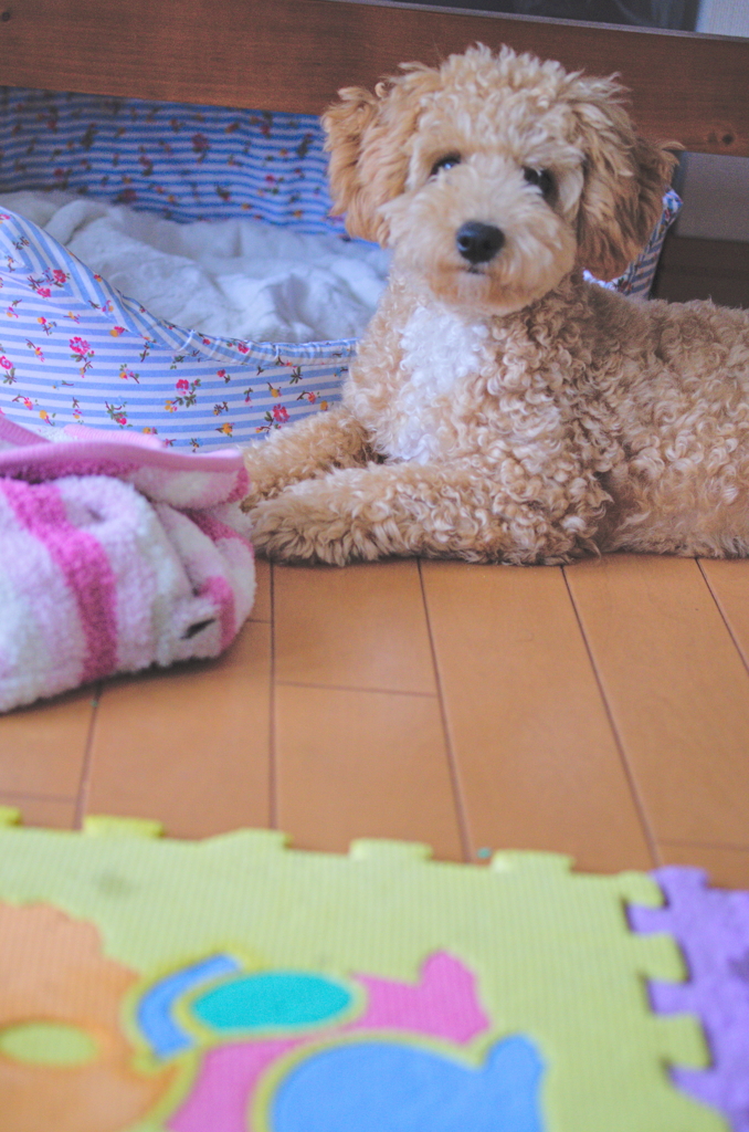 my pretty dog Ⅱ # 73