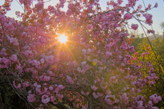 八重桜