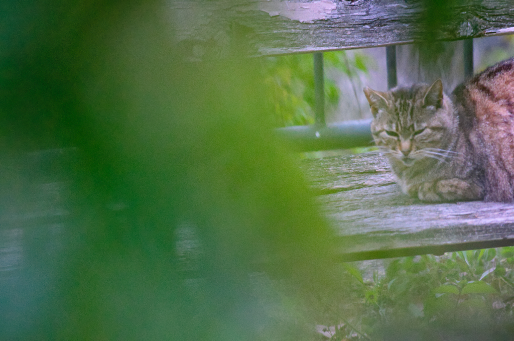 吾輩は猫である、ニャー # 142