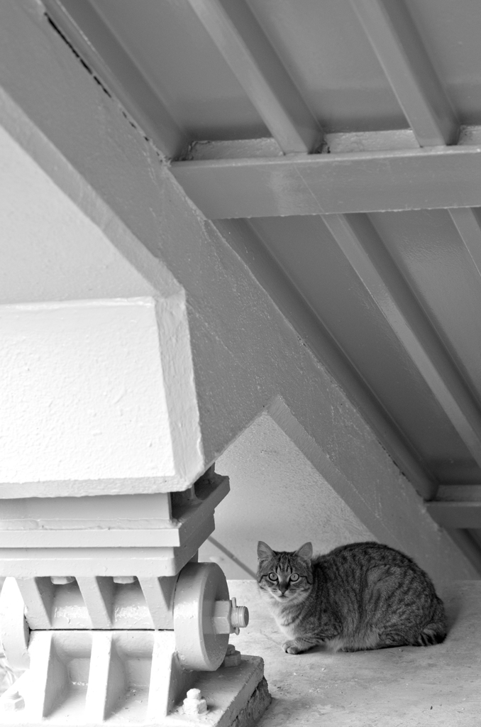 吾輩は猫である、ニャー # 94