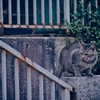 吾輩は猫である、ニャー # 1076