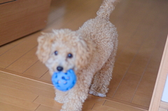 my pretty dog Ⅱ # 121