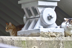 吾輩は猫である、ニャー # 164