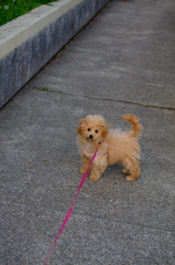 my pretty dog Ⅱ # 44