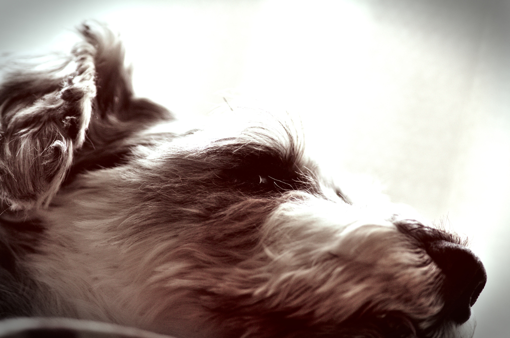 my pretty dog # 222