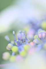 紫陽花