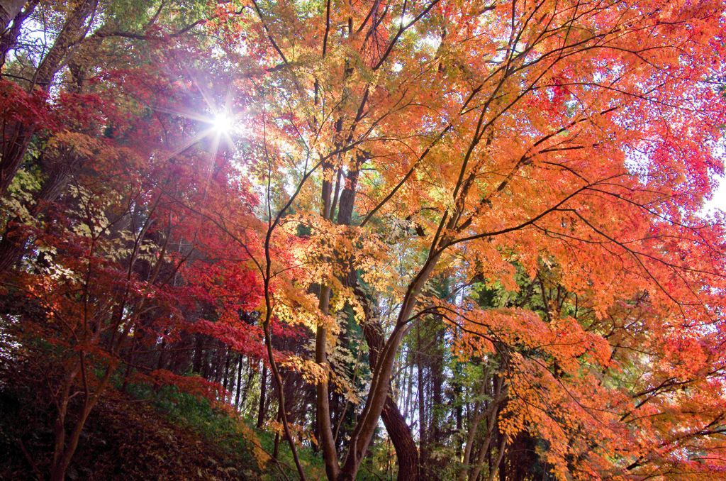 紅葉’１２　②