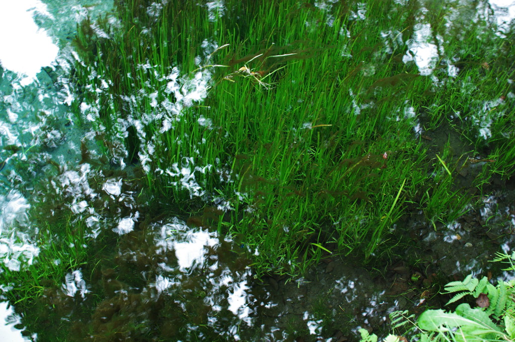 忍野八海（湧池）