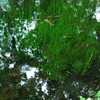 忍野八海（湧池）