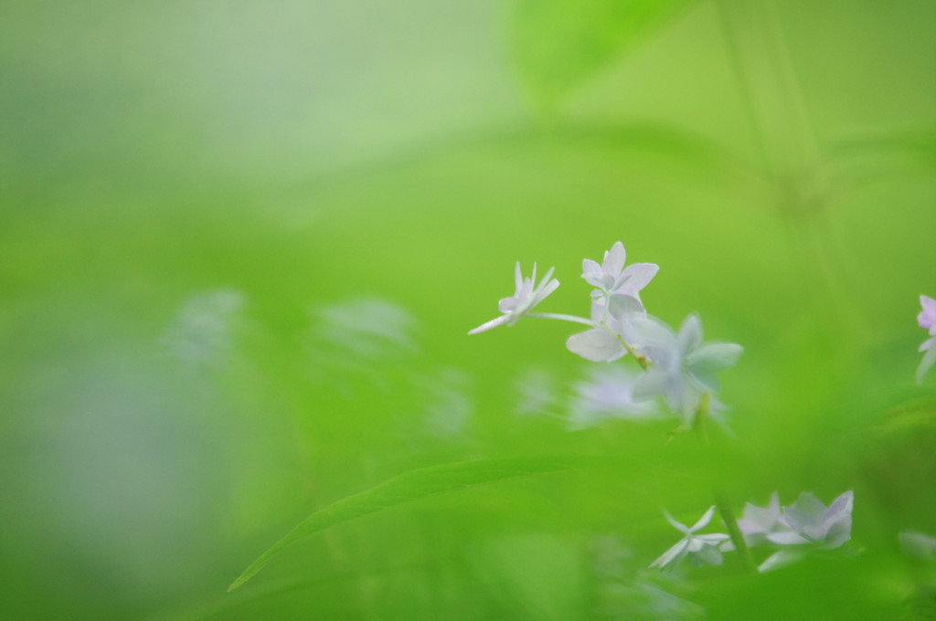 紫陽花