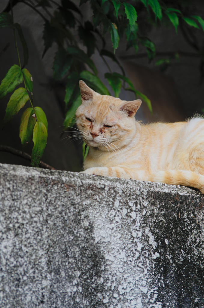 吾輩は猫である、ニャー # 408
