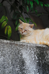 吾輩は猫である、ニャー # 408