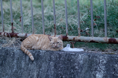 吾輩は猫である、ニャー # 519