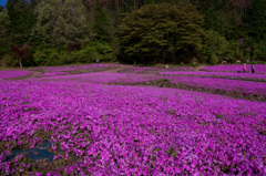 芝桜