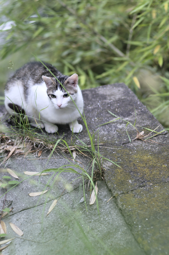 吾輩は猫である、ニャー # 230