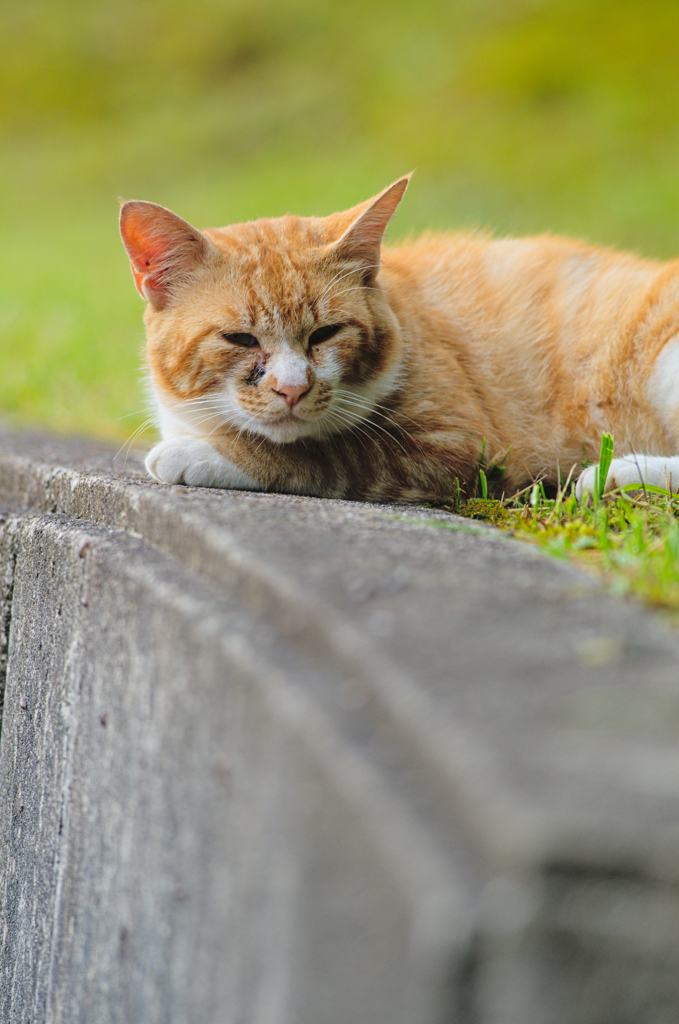吾輩は猫である、ニャー # 356