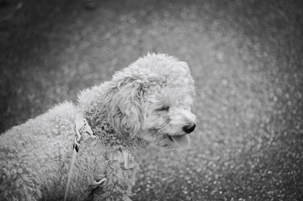 my pretty dog Ⅱ # 115