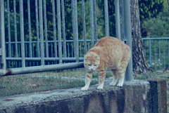 吾輩は猫である、ニャー # 939