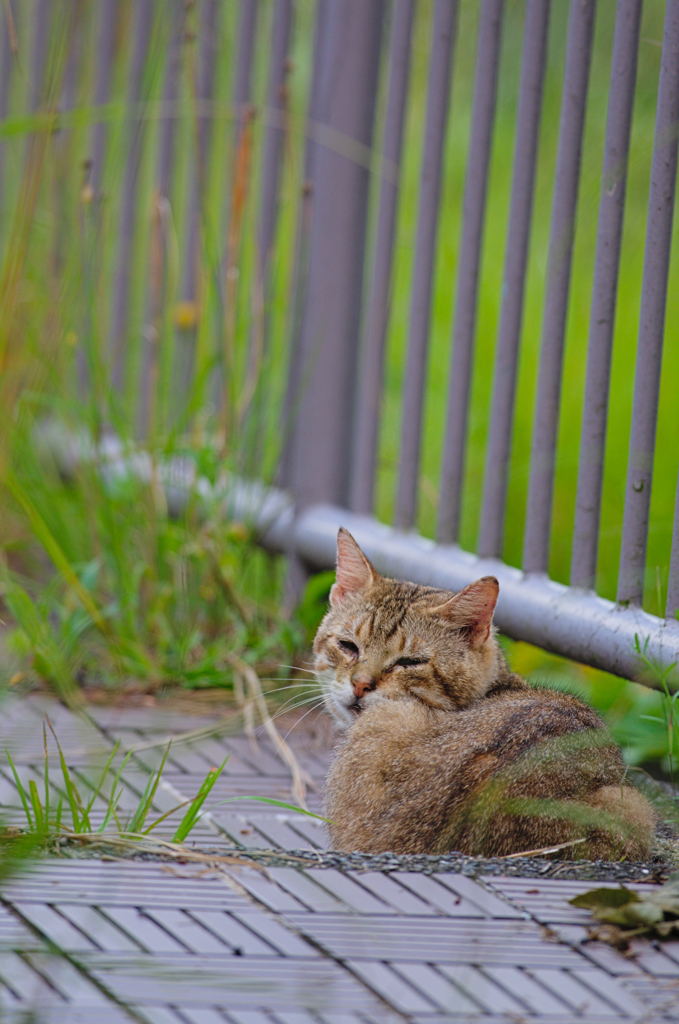 吾輩は猫である、ニャー # 358