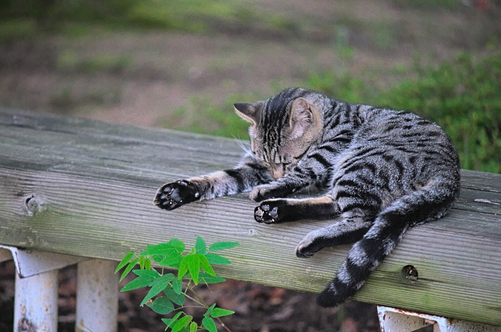 吾輩は猫である、ニャー # 877