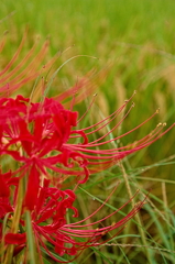 曼珠沙華