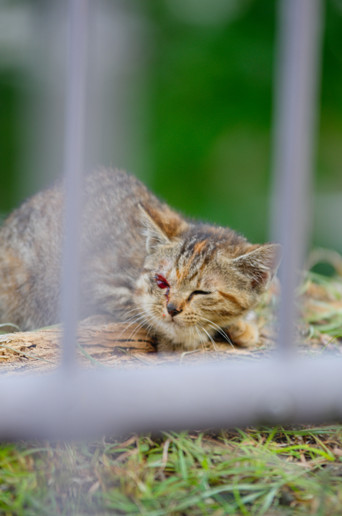 吾輩は猫である、ニャー # 434