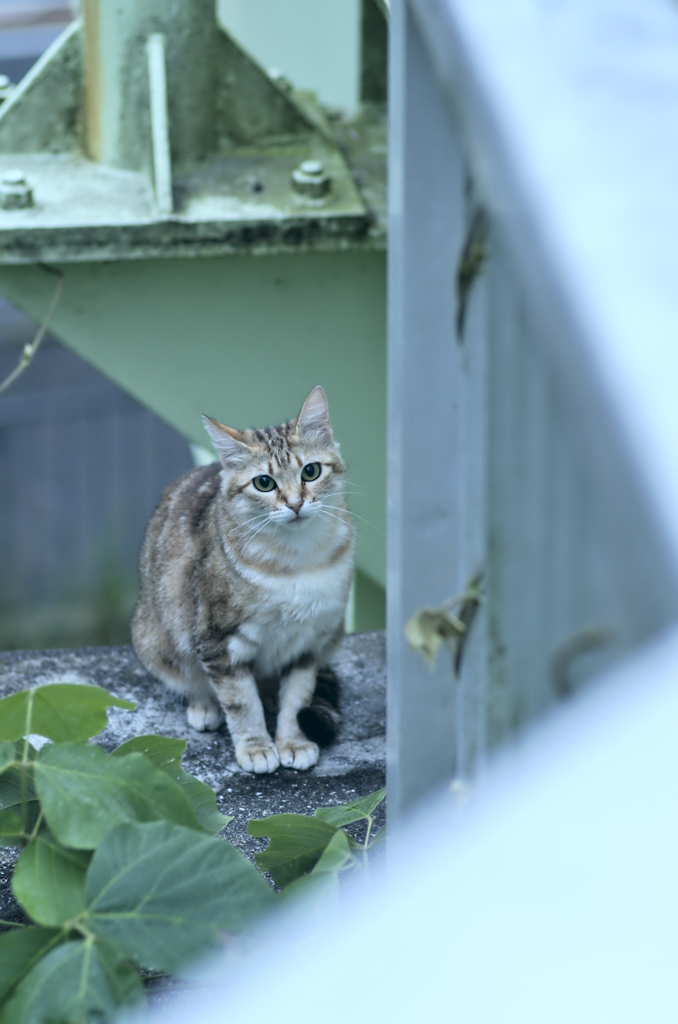 吾輩は猫である、ニャー # 227