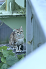 吾輩は猫である、ニャー # 227