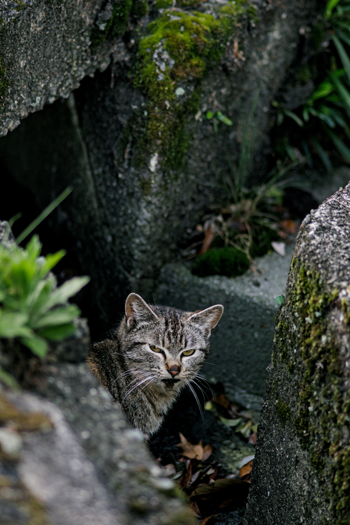 吾輩は猫である、ニャー # 967