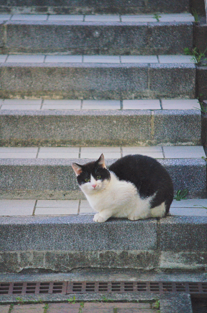 吾輩は猫である、ニャー # 682