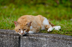 吾輩は猫である、ニャー # 355