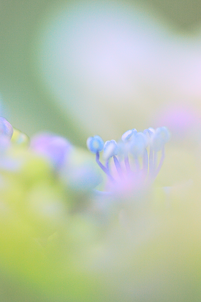 紫陽花