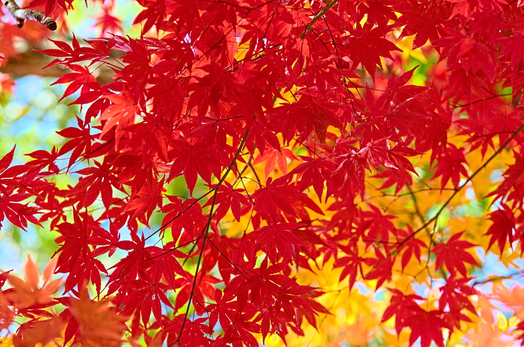 紅葉三昧 '2019