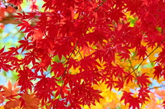 紅葉三昧 '2019