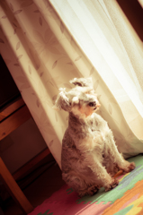 my pretty dog # 53