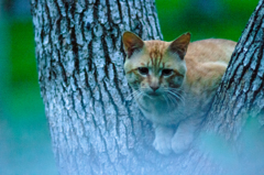 吾輩は猫である、ニャー # 47